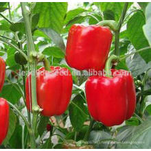 ASP081 Qianbao early maturity red bell pepper seeds f1 hybrid